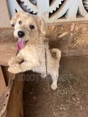 1+ year Male Purebred Poodle