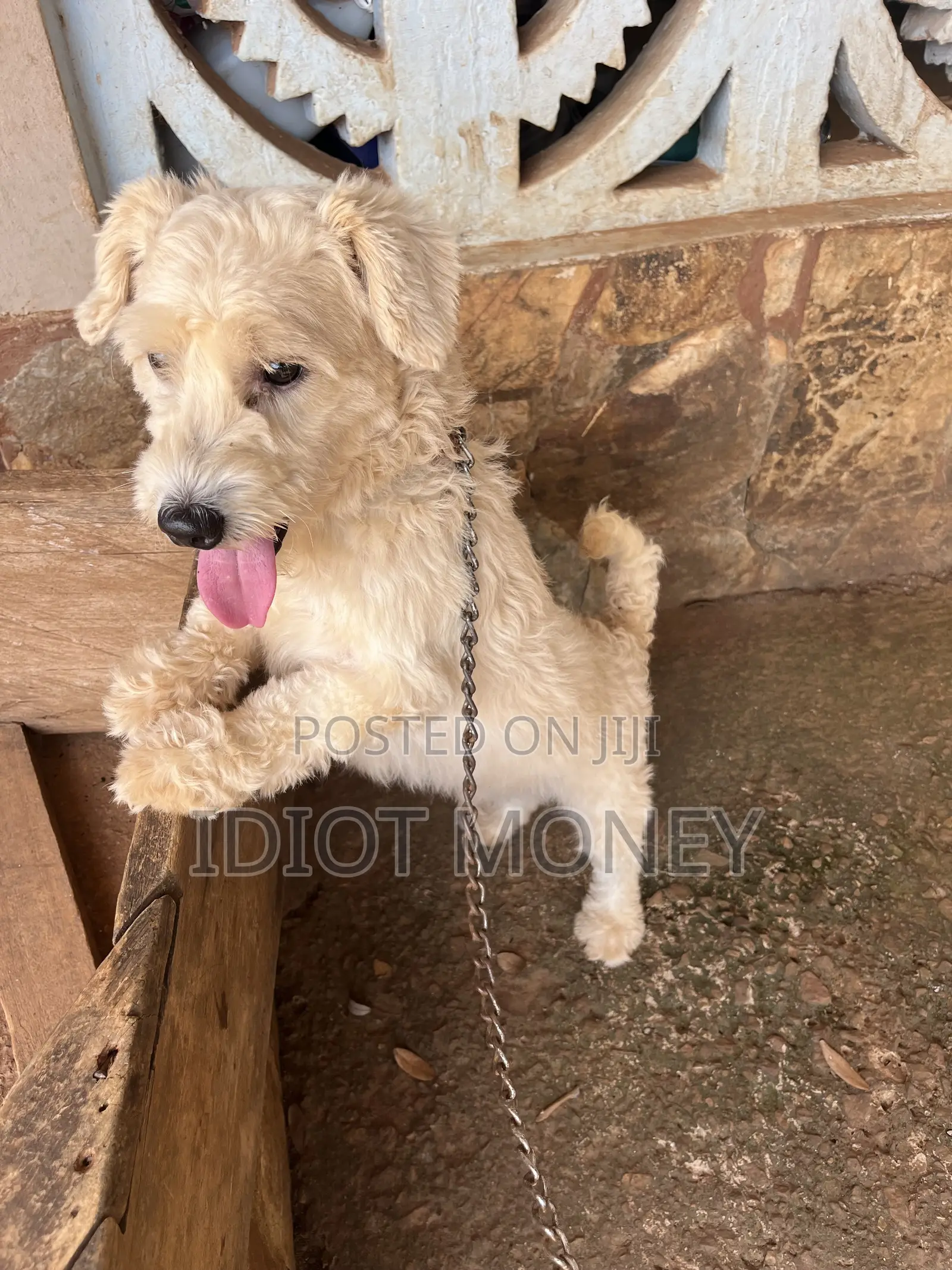 1+ year Male Purebred Poodle