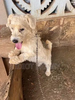 1+ year Male Purebred Poodle