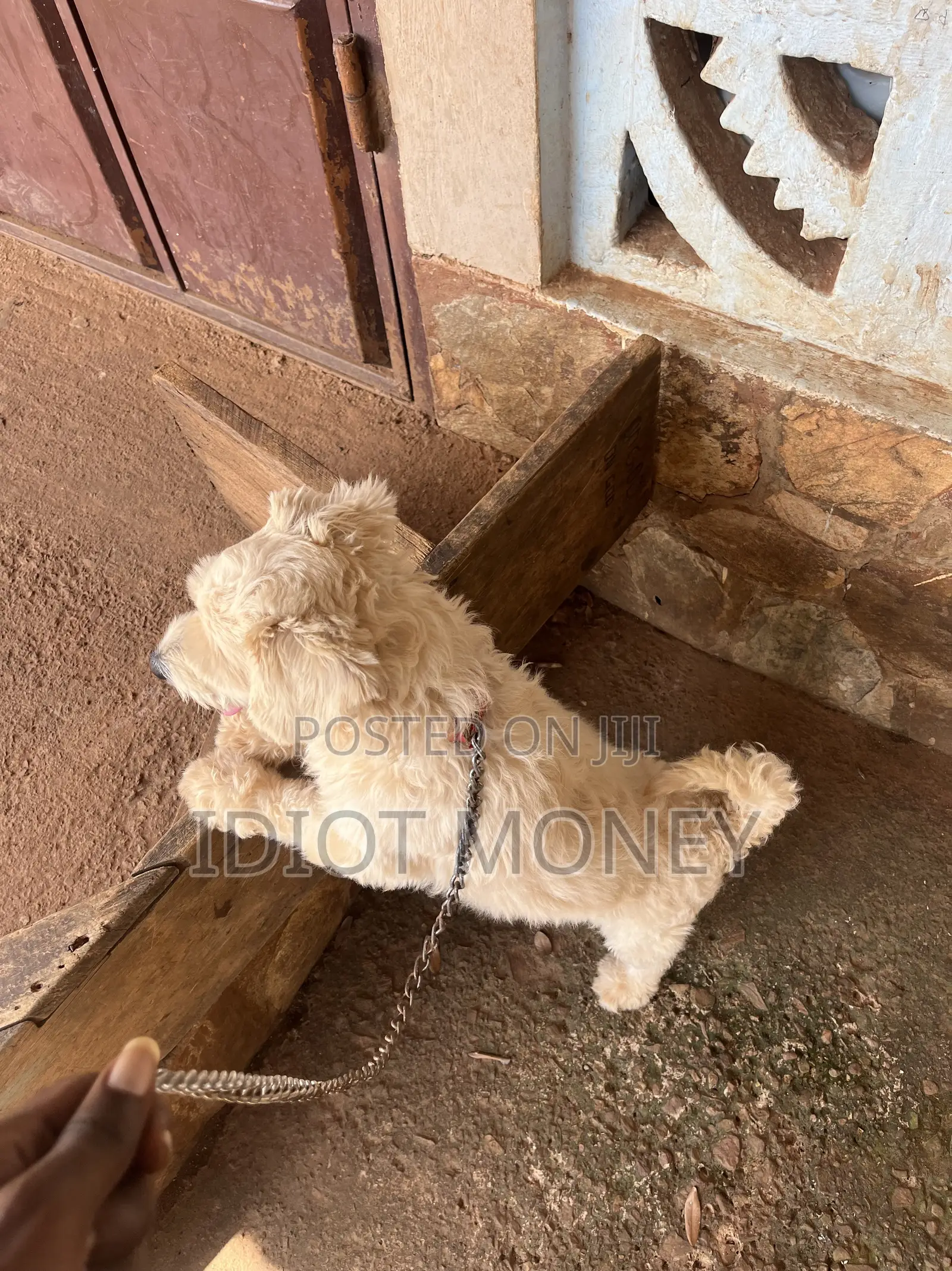 1+ year Male Purebred Poodle