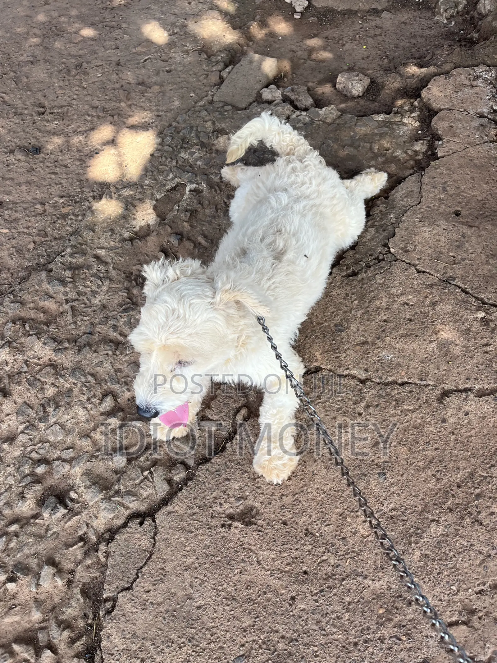 1+ year Male Purebred Poodle