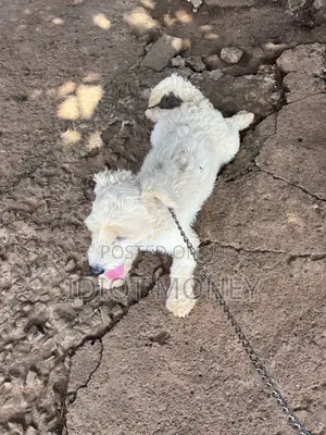 1+ year Male Purebred Poodle