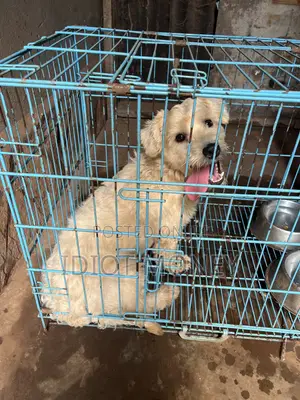 1+ year Male Purebred Poodle