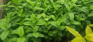 Guava Seedlings Avialable