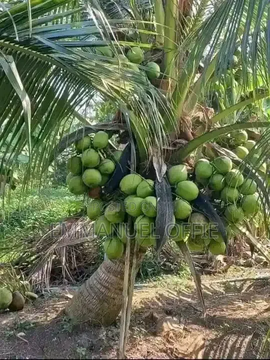 Coconut Seedlings