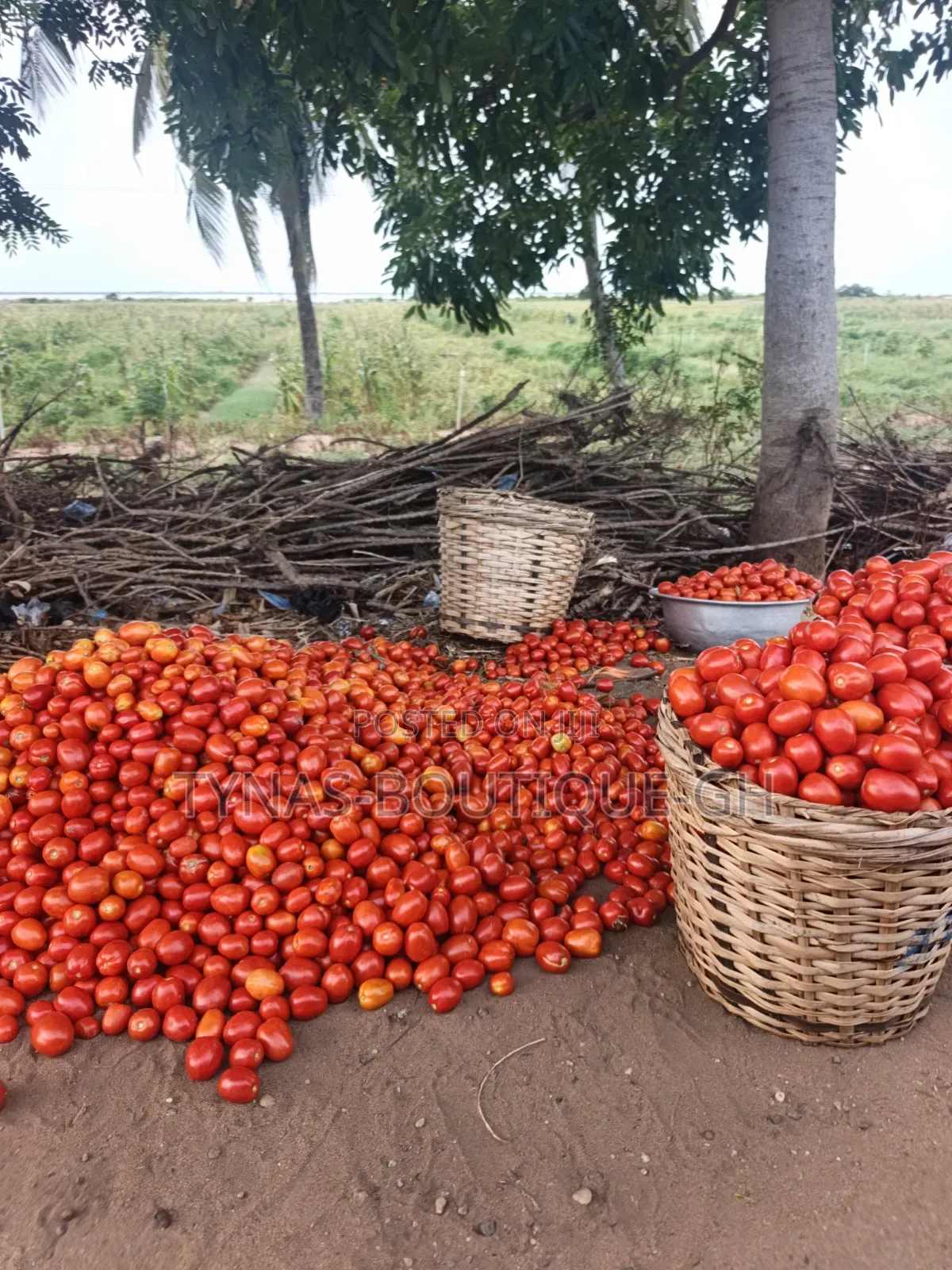Fresh Tomatoes From Volta