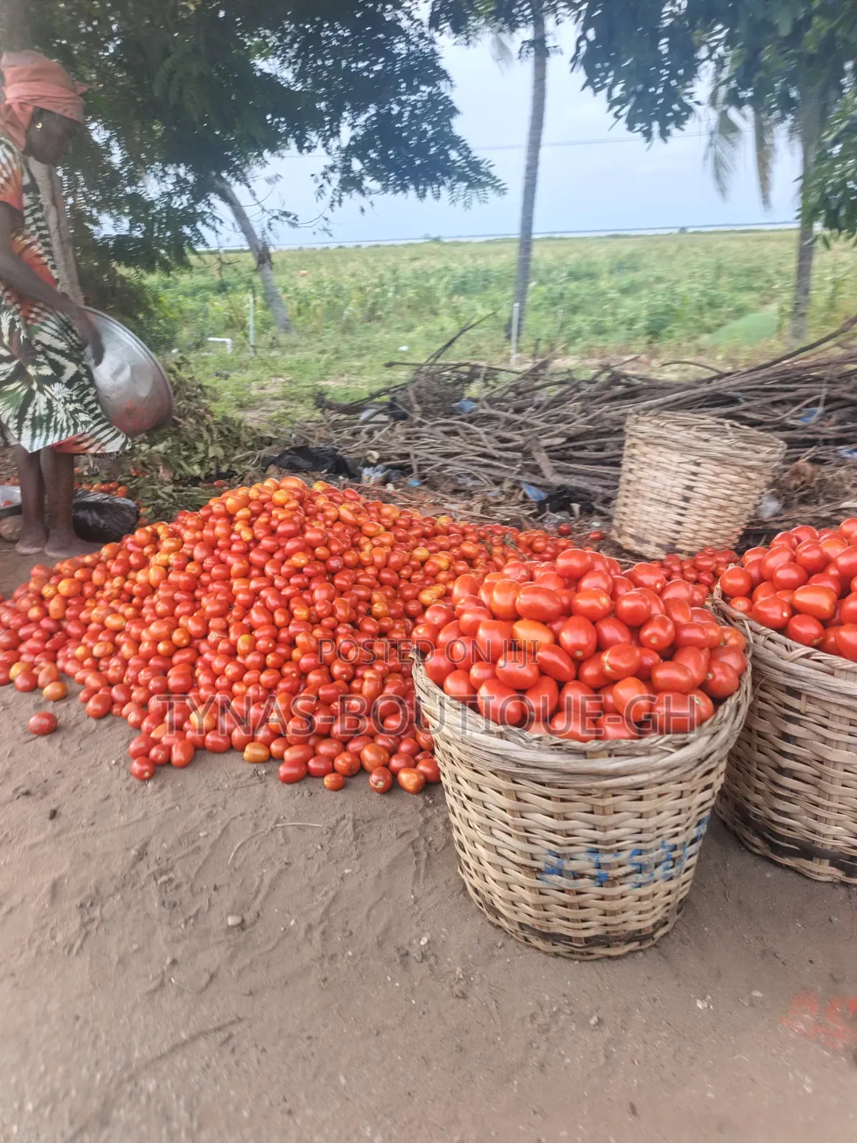 Fresh Tomatoes From Volta