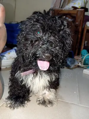 1-3 months Female Purebred Poodle