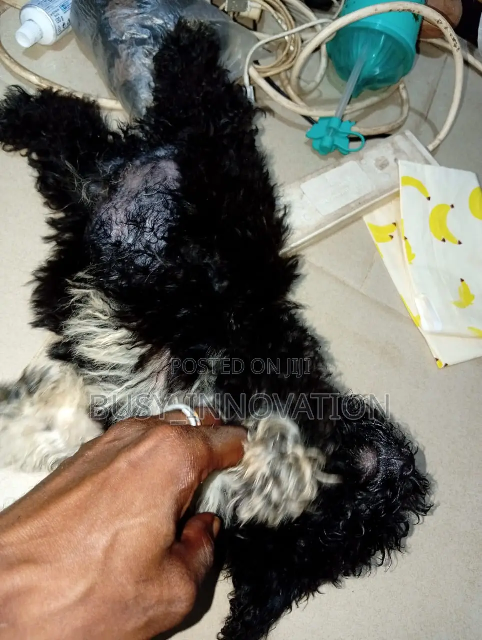1-3 months Female Purebred Poodle