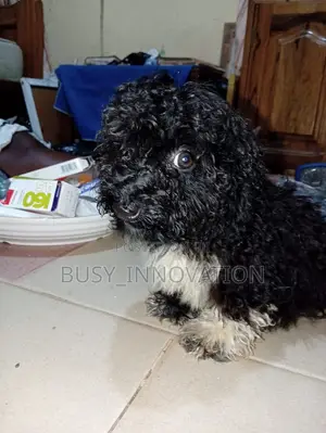 1-3 months Female Purebred Poodle