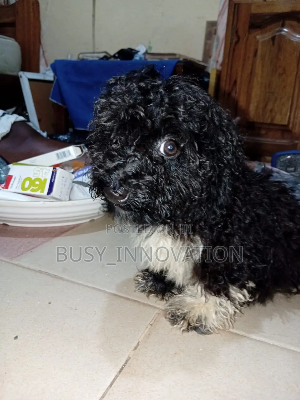 1-3 months Female Purebred Poodle