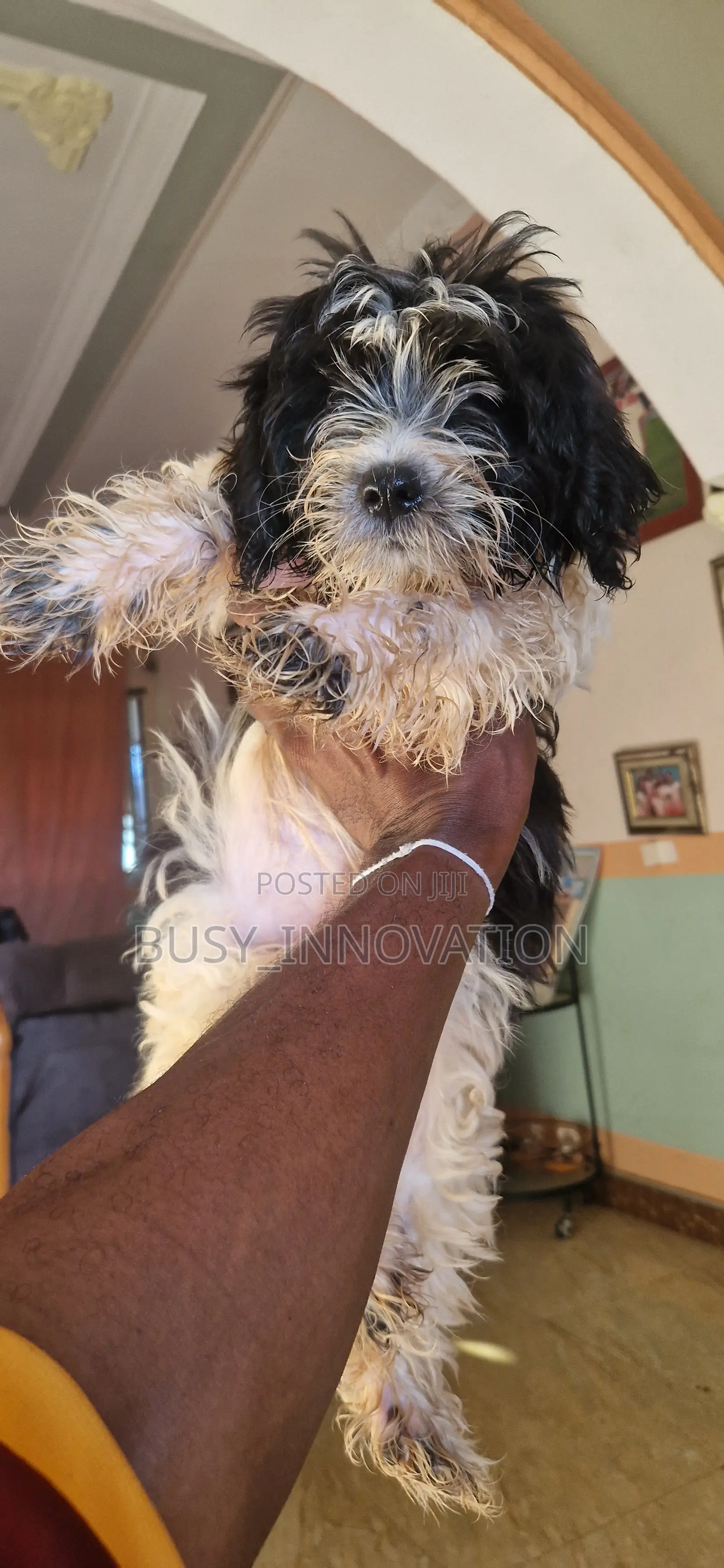 1-3 months Female Purebred Poodle