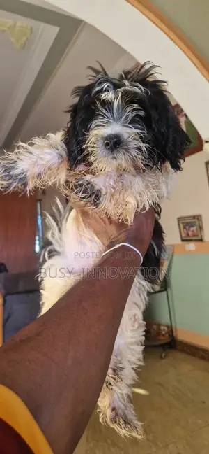 1-3 months Female Purebred Poodle