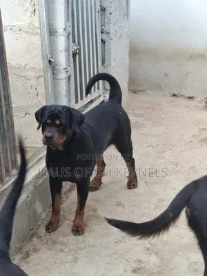 1+ year Female Purebred Rottweiler