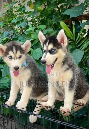 1-3 months Male Purebred Siberian Husky