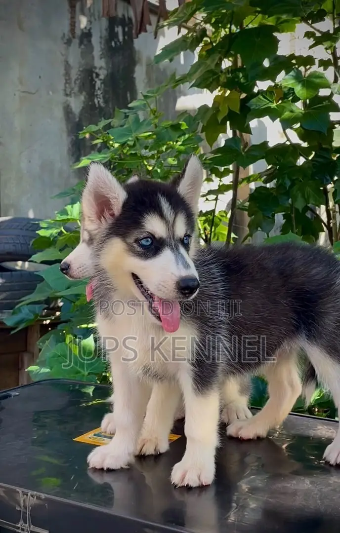 1-3 months Male Purebred Siberian Husky