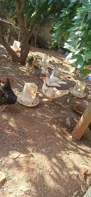 Fully Matured Ducks