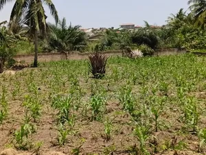 1 Plot of Land for Sale in Awutu Breku( Winneba Road) Registered