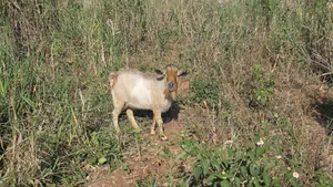 Healthy West African Giant Goat