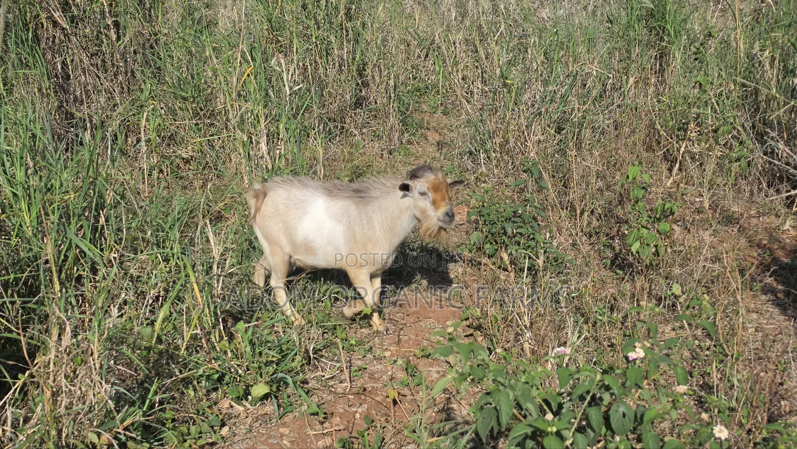 Healthy West African Giant Goat
