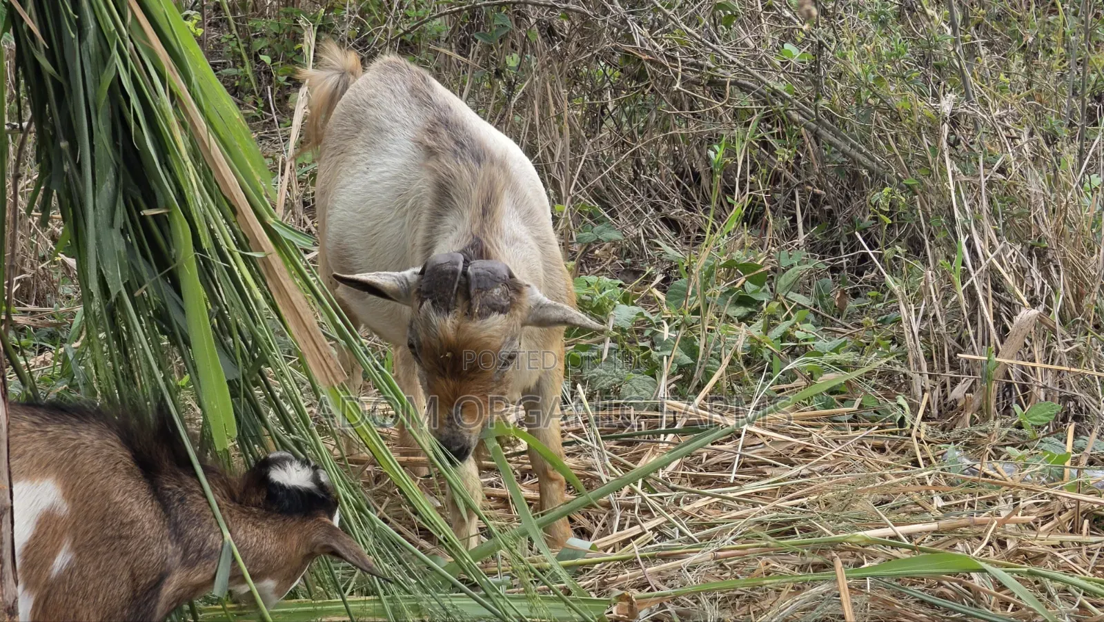 Healthy West African Giant Goat