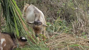 Healthy West African Giant Goat