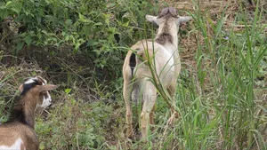 Healthy West African Giant Goat