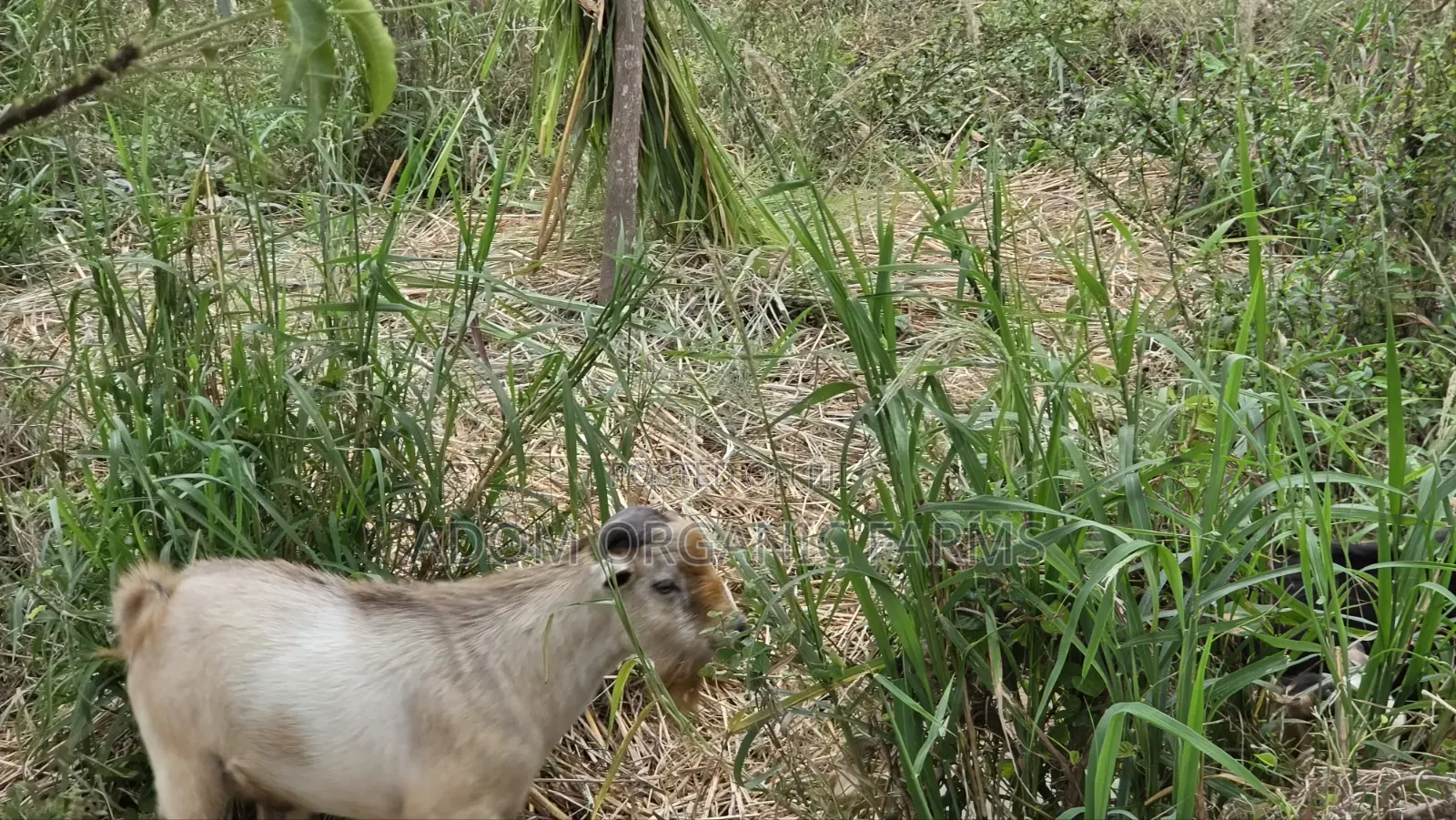 Healthy West African Giant Goat