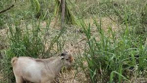 Healthy West African Giant Goat