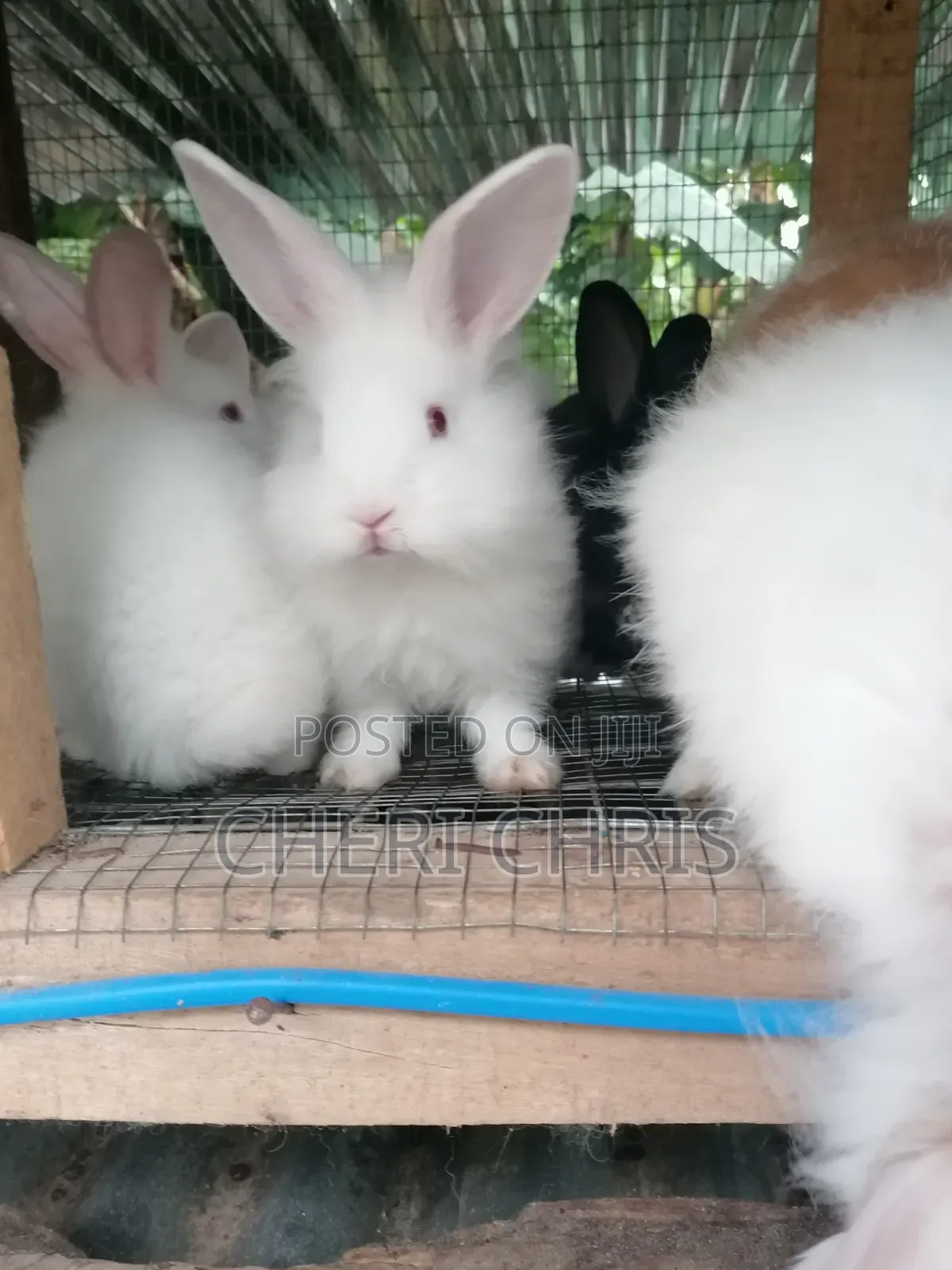 Your Choice Breed