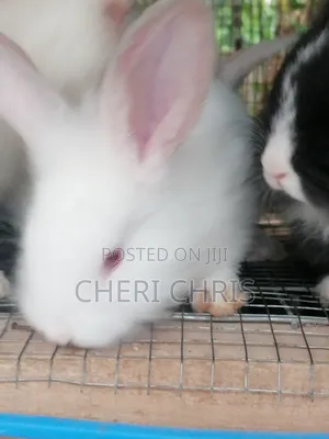 Your Choice Breed