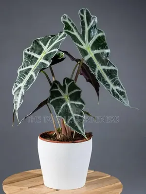 Alocasia Amazonica – African Mask Plant for Sale!