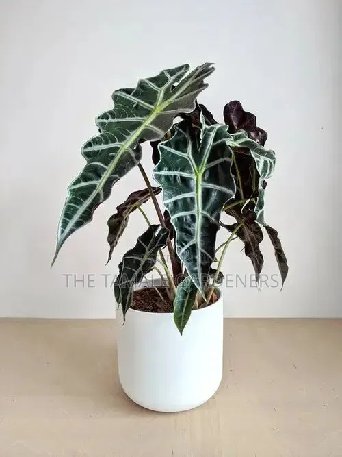 Alocasia Amazonica – African Mask Plant for Sale!