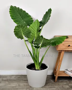 Giant Elephant Ear Plant , Beautiful Ornamental Indoor Plant for Sale