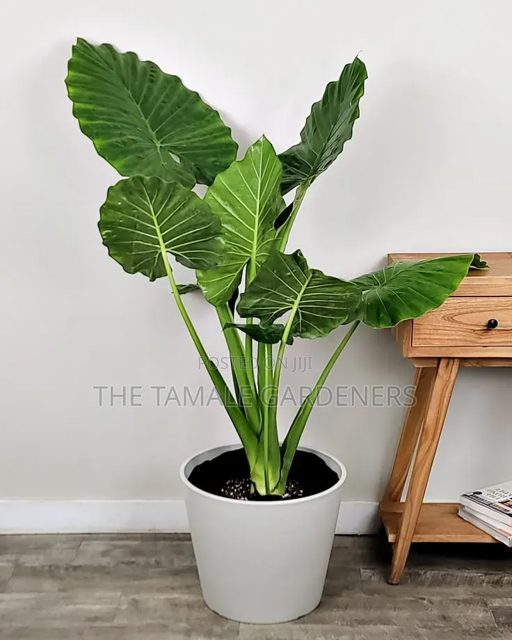 Giant Elephant Ear Plant , Beautiful Ornamental Indoor Plant for Sale