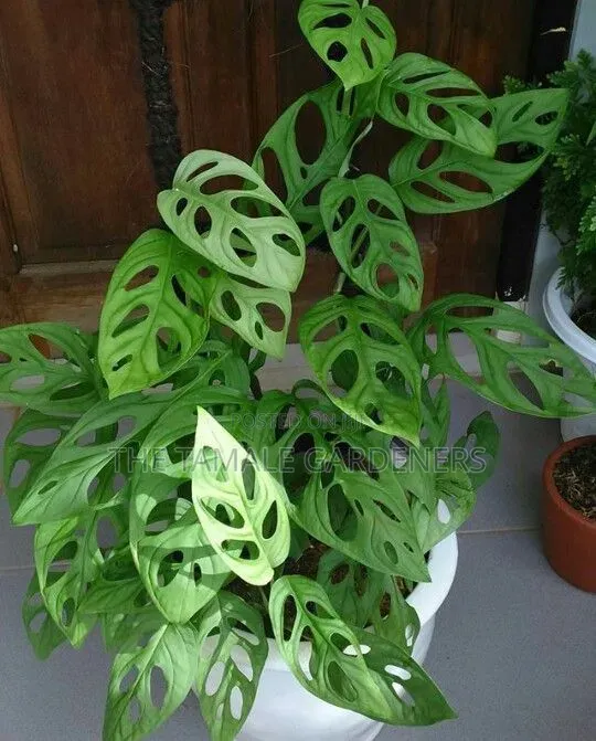 Monstera Adansonii, Beautiful Climbing Indoor Plant for Sale