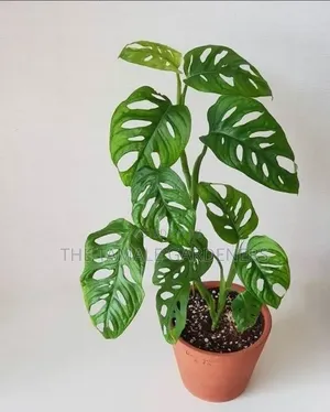 Monstera Adansonii, Beautiful Climbing Indoor Plant for Sale
