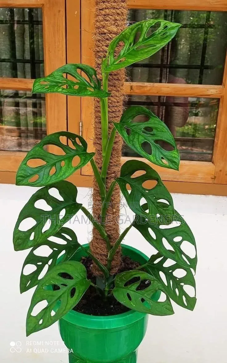 Monstera Adansonii, Beautiful Climbing Indoor Plant for Sale