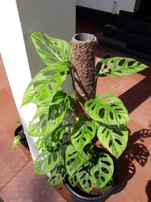 Monstera Adansonii, Beautiful Climbing Indoor Plant for Sale
