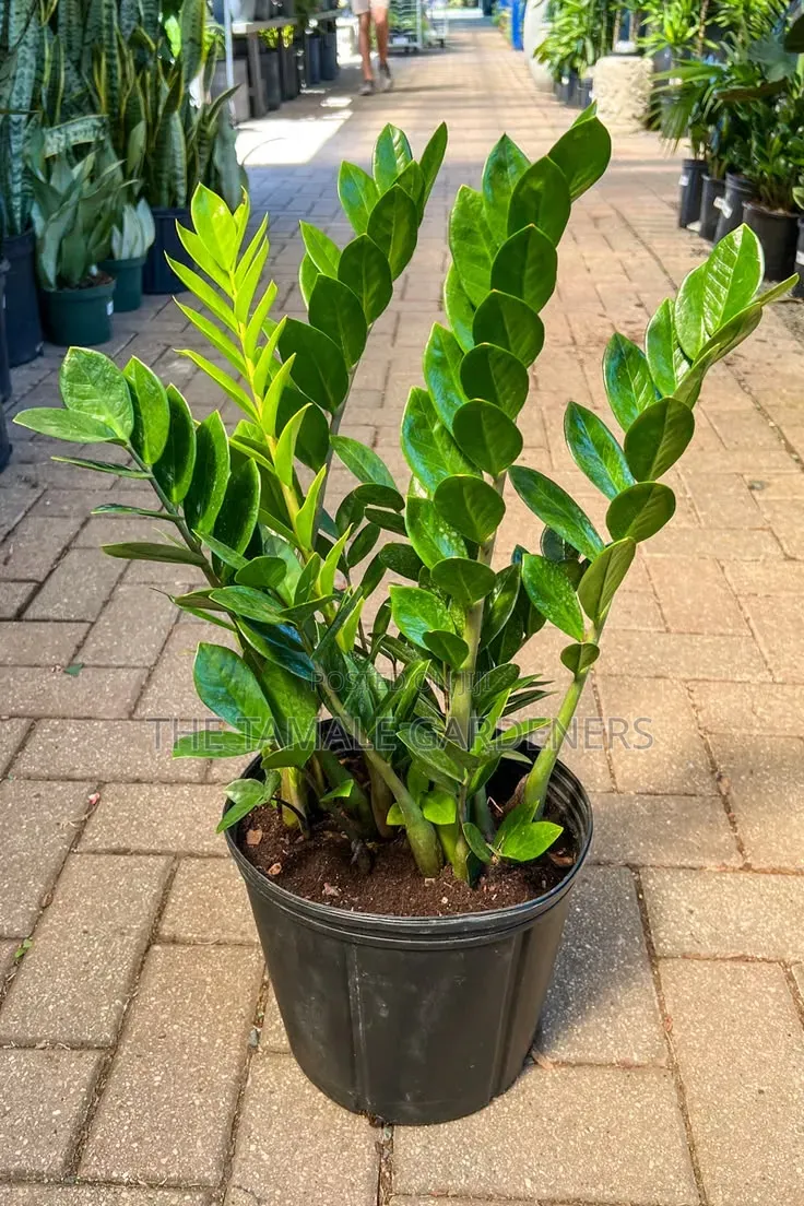 ZZ Plant, Beautiful Ornamental Indoor Plant for Sale
