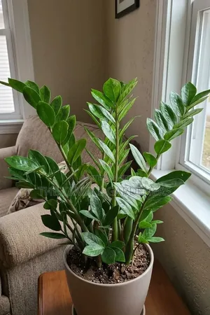ZZ Plant, Beautiful Ornamental Indoor Plant for Sale