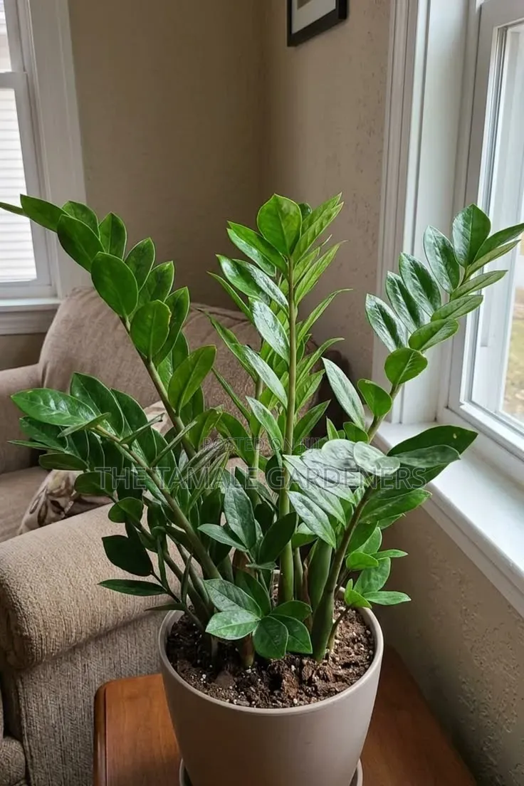 ZZ Plant, Beautiful Ornamental Indoor Plant for Sale
