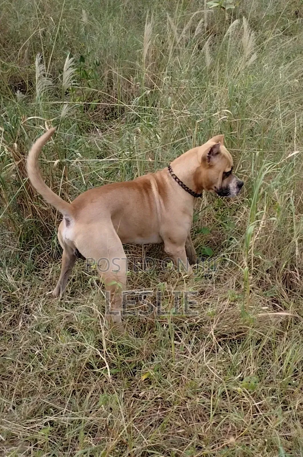 1+ year Male Purebred Presa Canario