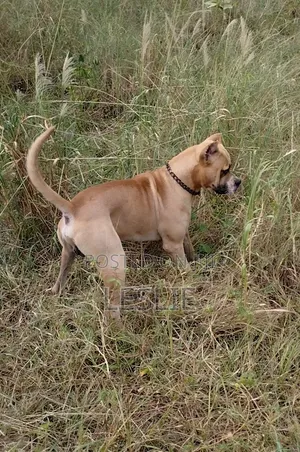 1+ year Male Purebred Presa Canario
