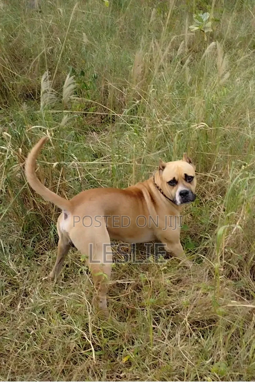 1+ year Male Purebred Presa Canario