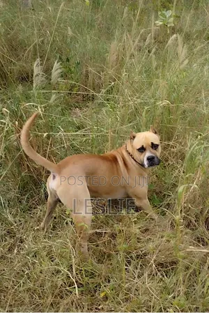 1+ year Male Purebred Presa Canario