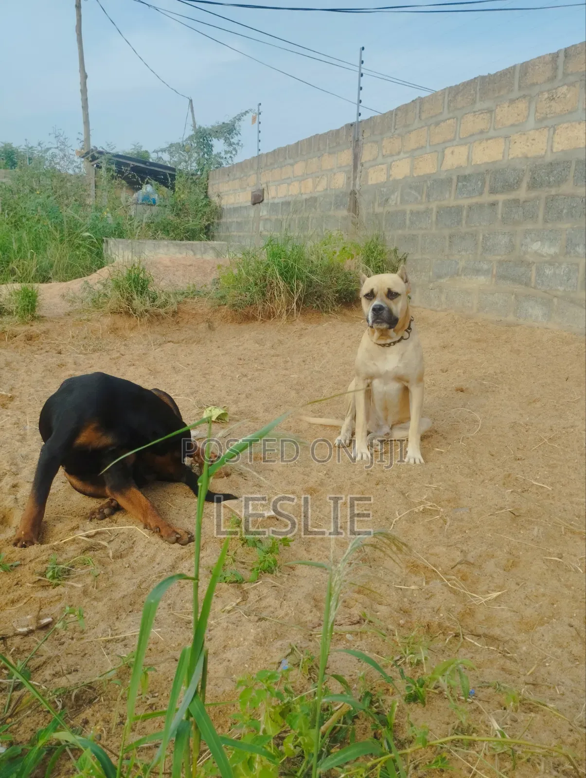 1+ year Male Purebred Presa Canario