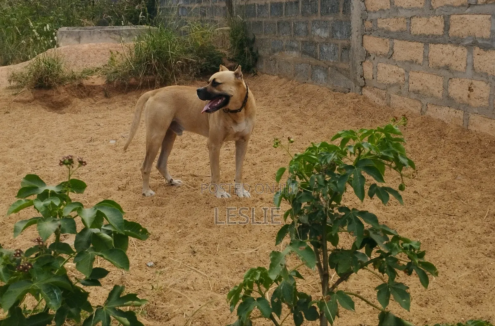 1+ year Male Purebred Presa Canario