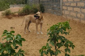 1+ year Male Purebred Presa Canario