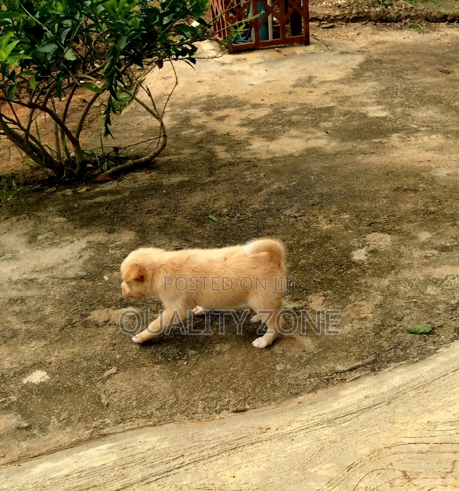 0-1 month Male Mixed Breed Korean Jindo